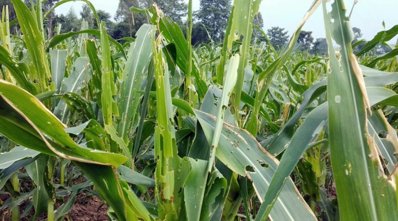 खोटाङमा मकैबालीमा फौजी किराको प्रकोप, किसान चिन्तित