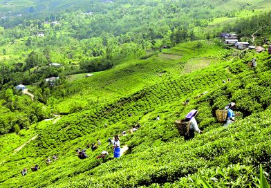 भारतीय अवरोधले संकटमा नेपाली चिया उद्योग, लाखौं किलो चिया थन्किएपछि कारखाना बन्द हुने जोखिम भारतीय अवरोधले संकटमा नेपाली चिया उद्योग, लाखौं किलो चिया थन्किएपछि कारखाना बन्द हुने जोखिम