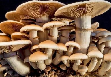 उर्लाबारीमा जंगली च्याउ खाँदा एकै परिवारका चार जना बिरामी, एक बालकको अवस्था गम्भीर उर्लाबारीमा जंगली च्याउ खाँदा एकै परिवारका चार जना बिरामी, एक बालकको अवस्था गम्भीर