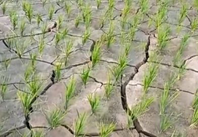 खडेरीको मार धान उत्पादनमा, उदयपुरमा रोपाइँअघि नै सुक्न थाले ब्याड
