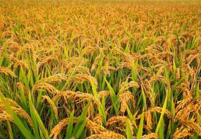 मोरङमा चैते धान उत्पादन बढ्यो, मूल्य घट्दा किसान चिन्तित