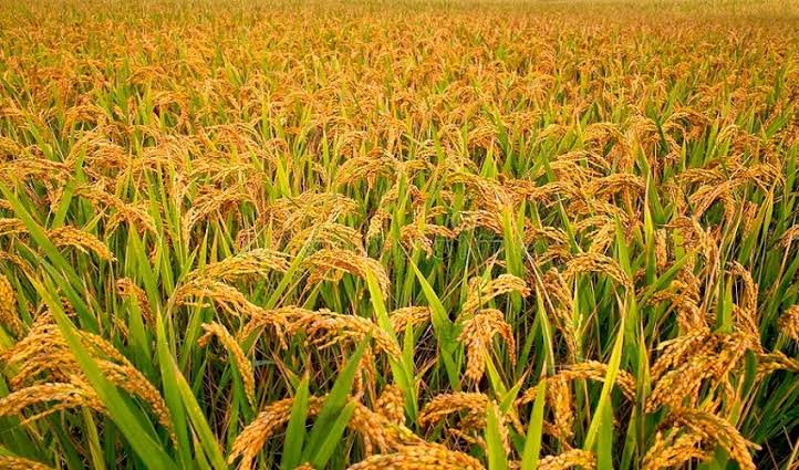मोरङमा चैते धान उत्पादन बढ्यो, मूल्य घट्दा किसान चिन्तित