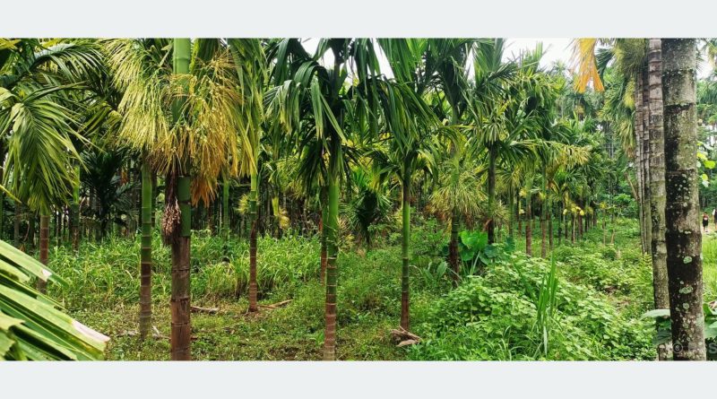 हात्तीको त्रासबीच झापामा सुपारीको उदय, किसानका लागि दीर्घकालीन आम्दानीको भरपर्दो आधार हात्तीको त्रासबीच झापामा सुपारीको उदय, किसानका लागि दीर्घकालीन आम्दानीको भरपर्दो आधार