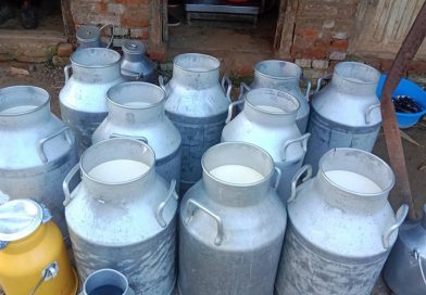 विश्व दूध दिवस आज : पोषण, रोजगारी र ग्रामीण अर्थतन्त्रमा दुग्ध क्षेत्रको महत्वपूर्ण योगदान विश्व दूध दिवस आज : पोषण, रोजगारी र ग्रामीण अर्थतन्त्रमा दुग्ध क्षेत्रको महत्वपूर्ण योगदान