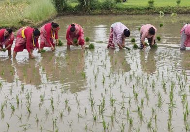 झापामा ६२ प्रतिशत धान रोपाइँ सम्पन्न, मल अभावले किसान चिन्तित झापामा ६२ प्रतिशत धान रोपाइँ सम्पन्न, मल अभावले किसान चिन्तित