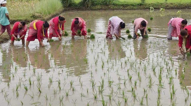 झापामा ६२ प्रतिशत धान रोपाइँ सम्पन्न, मल अभावले किसान चिन्तित झापामा ६२ प्रतिशत धान रोपाइँ सम्पन्न, मल अभावले किसान चिन्तित